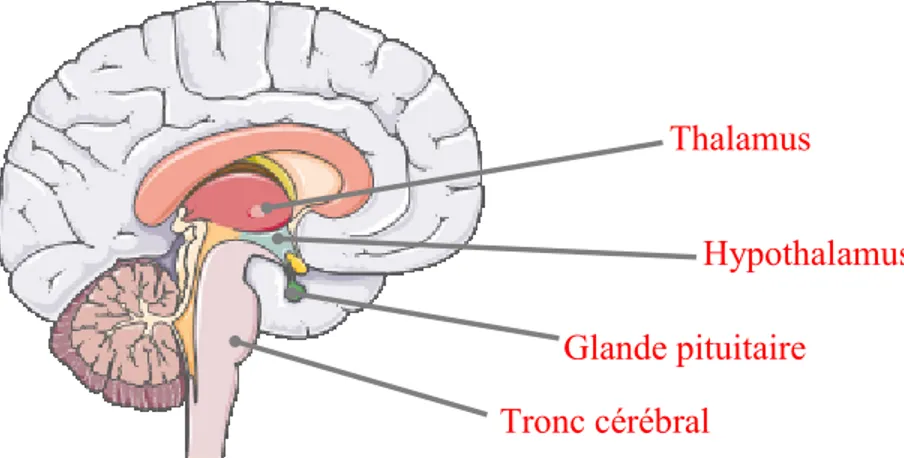 Figure 2 : Localisation de l’hypothalamus dans l’encéphale.  [Illustration fait grâce à Servier Medical Art] 