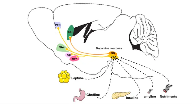 Figure 4 : Détection des signaux métaboliques par le circuit neuronal dopaminergique.  Image modifiée de Fulton, 2010 [36]