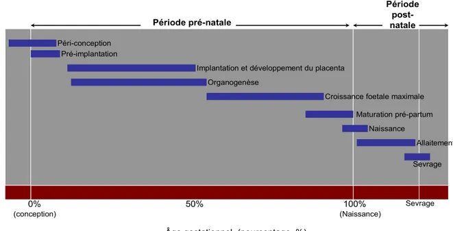 Figure  5 :  Périodes  critiques  du  développement  au  cours  desquelles  se  produirait  la  programmation intra-utérine