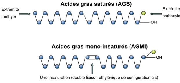 Figure 7 : Structure des principales familles d’acides gras  Source adaptée [231]. 