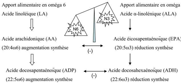 Figure 10 : Conséquences d’un apport alimentaire déséquilibré en acide linoléique/acide α- α-linolénique sur la biosynthèse des AGPI à longues chaînes