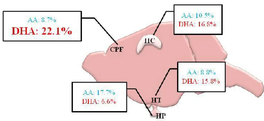 Figure 12 : Teneurs en DHA et en AA dans les structures cérébrales de la souris.  