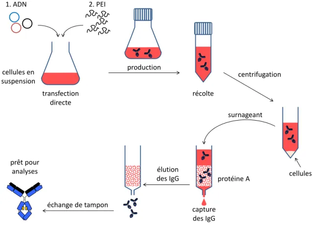 Figure 13 : Etapes principales de la production d’IgG 