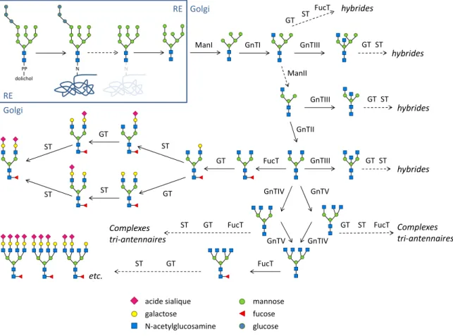 Figure 1 : N-glycosylation chez l’humain 