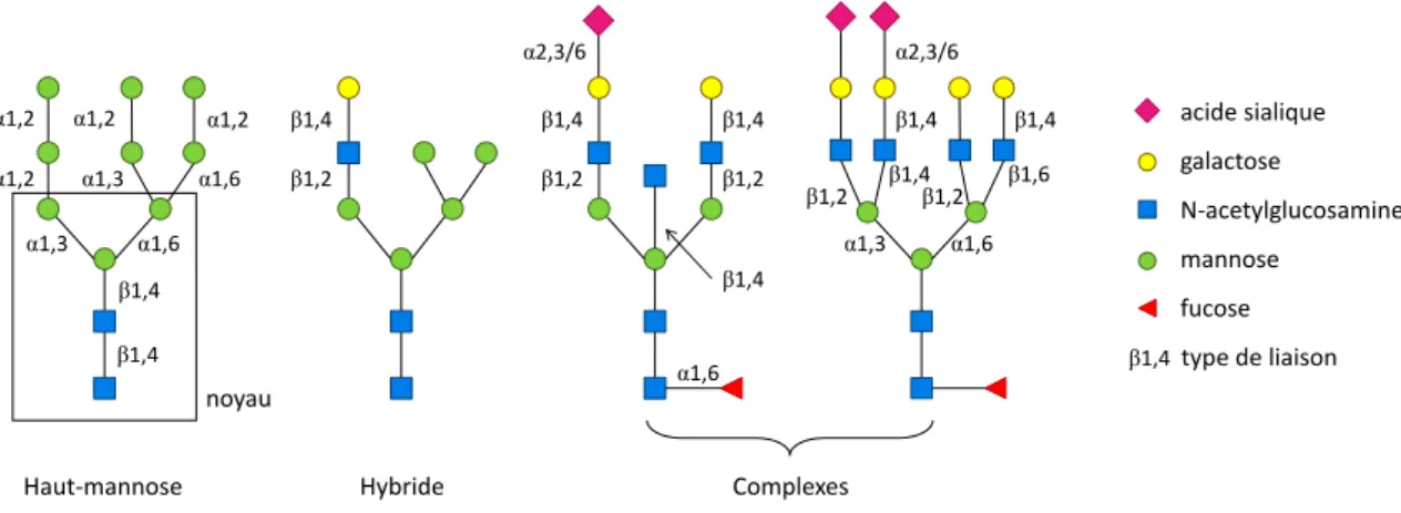 Figure 2 : Types de N-glycanes chez l’humain 