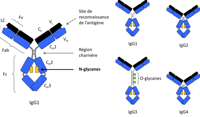 Figure 6 : Représentation schématique des IgG 