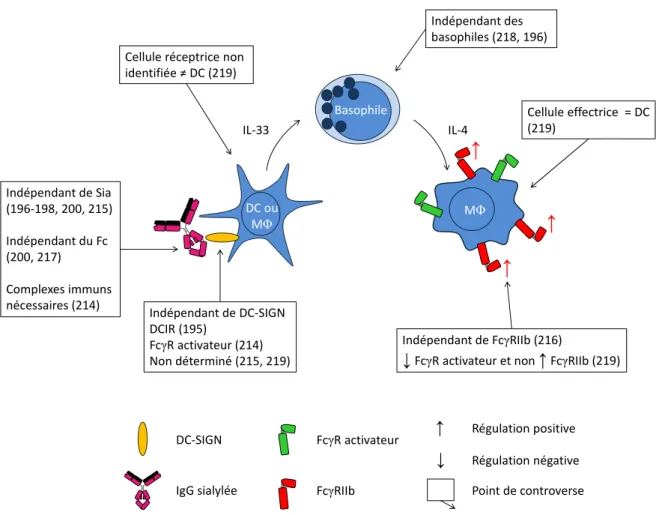 Figure 11 : Mécanisme d’action des IgIV proposé par le groupe de Ravetch et les points de  controverse 