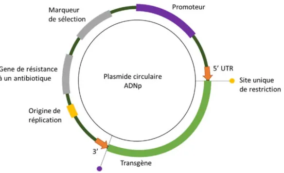 Figure 5 : Les différentes composantes d’un plasmide classique ou vecteur d’expression