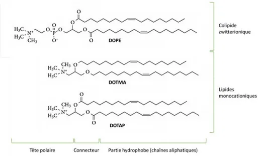 Figure 6 : Structures du colipide DOPE et des lipides monocationiques DOTMA et DOTAP. 