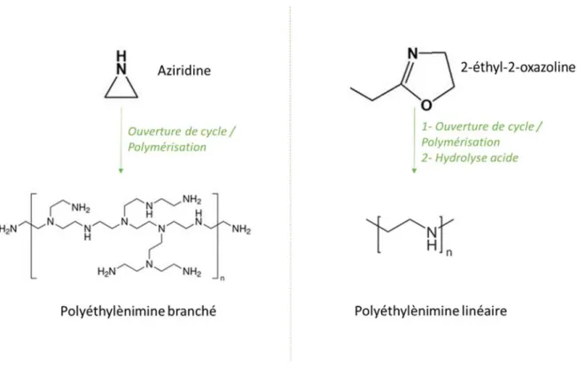 Figure 11 : Structures chimiques de l’aziridine, 2-éthyl-2-oxazoline, polyethylènimine branché  et linéaire