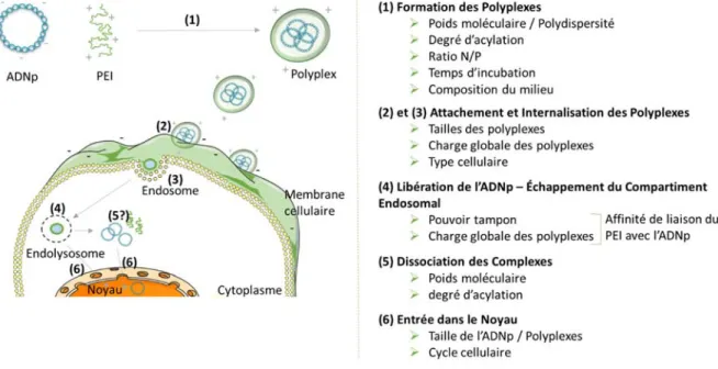 Figure 13 : Représentation schématique des étapes du transfert de gène par le  polyéthylènimine et paramètres à considérer