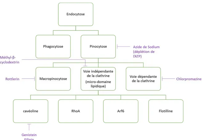 Figure 14 : Classification des voies d’endocytose et leurs inhibiteurs les plus couramment  utilisés
