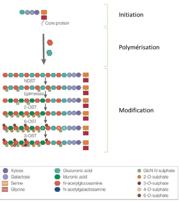 Figure 18 : Biosynthèse des héparanes sulfates (adapté de Hacker et al. [239]).  Dans le compartiment cellulaire, les phases d’élongation et de modification ont lieu en  parallèle