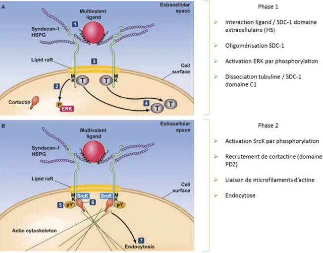 Figure 24 : Les deux phases endocytotiques d’un complexe SDC1 / ligand multivalent adaptée  de Chen et Williams [314]