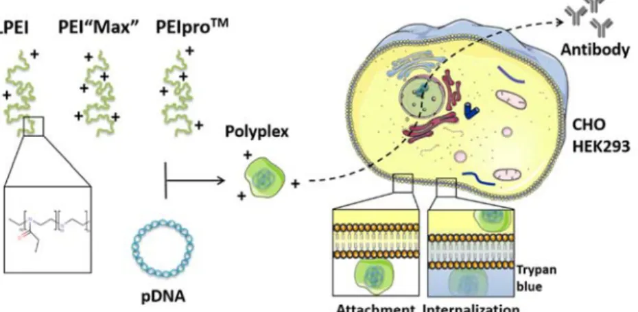 Figure 25 : Résumé graphique de l’article « Comparative study of polyethylenimines for  transient gene expression in mammalian HEK293 and CHO cells »
