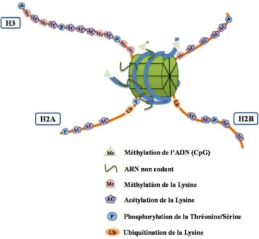 Figure 1.1 : Représentation du nucléosome et des modifications post-traductionnelles des  histones :   (A) Schéma du nucléosome présentant les quatre histones et autour duquel s’enroule  l’ADN