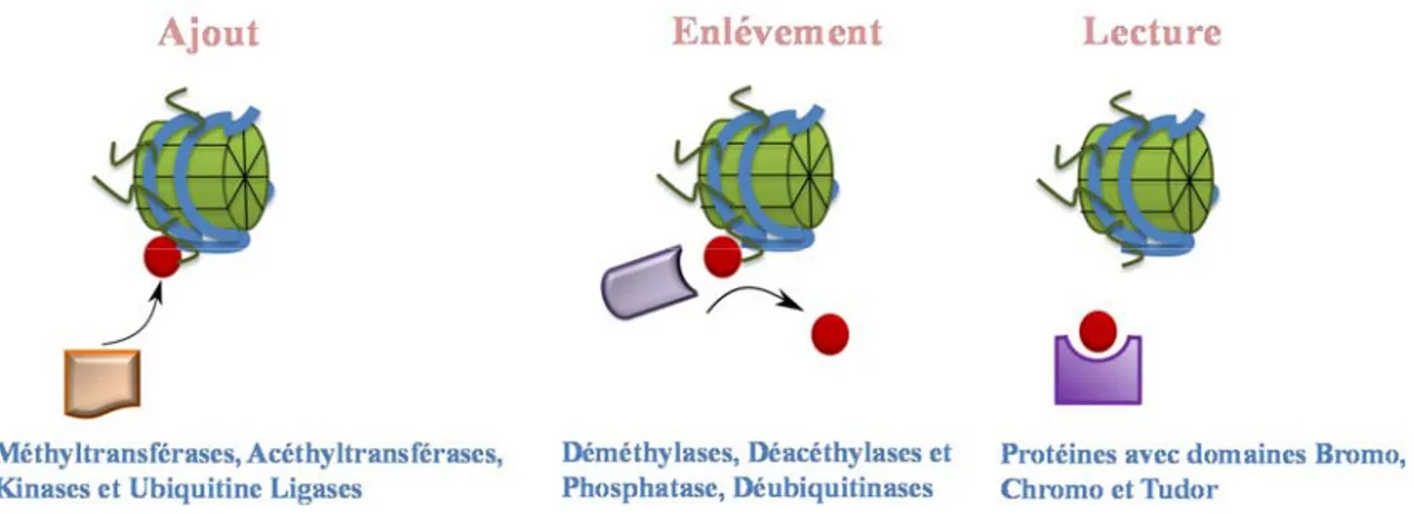 Figure 1.2 : Description des fonctions des régulateurs épigénétiques au niveau de la  chromatine :  Les modifications postraductionnelles des histones peuvent être ajoutées au niveau de  l’ADN ou les protéines par l’action d’enzymes qu’on appelle les ‘‘wri