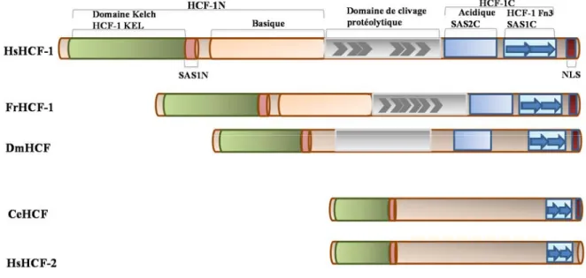 Figure 1.9 : Représentation schématique de la structure de HCF-1 de différentes  espèces : Description des domaines qui sont conservés au niveau des protéines de la famille de 