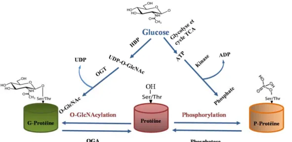 Figure 1.10 : O-GlcNAcylation et phosphorylation des protéines.  :  La OGT et les kinases 