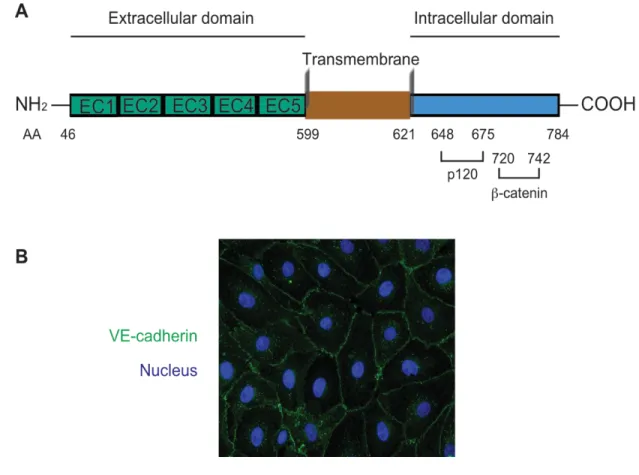 Figure I.7. Schematic structure and cellular localization of VE-cadherin.  