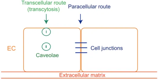 Figure I.9. Transport of molecules in endothelial cells.  