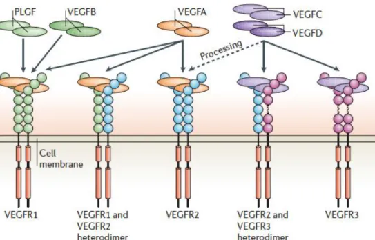 Figure I.12. The binding properties of VEGFRs (VEGFR1, 2 and 3) with different VEGF  ligands