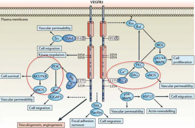 Figure  I.13.  Regulation  of  cell  viability,  cell  migration,  cell  proliferation  and  vascular  permeability via VEGFR2 signaling pathways