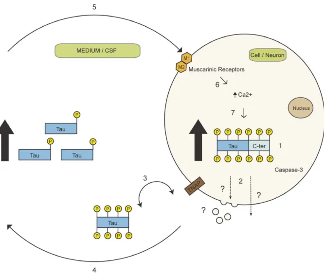 Figure 7. A schematic representation of the vicious cycle leading to the amplification of tau  secretion in AD