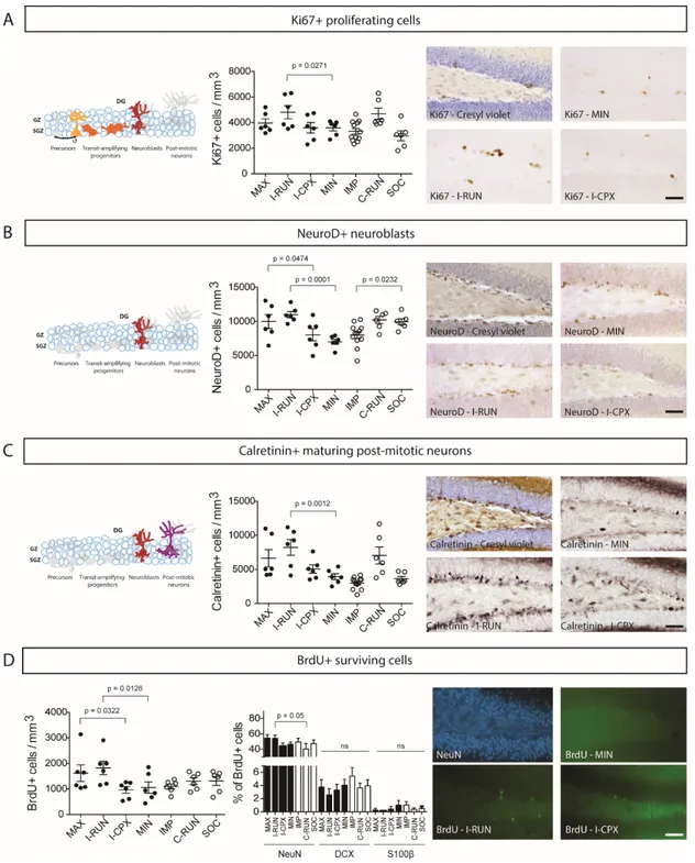 Figure II.2. Effects of Alternating EE on the main stages of dentate gyrus neurogenesis  