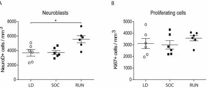 Figure III.2. Proliferating cells and neuroblasts numbers after eight weeks 