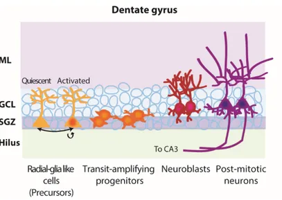 Figure I.4. Hippocampal neurogenesis lineage  