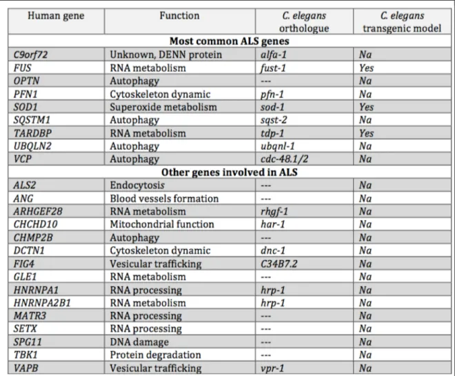 Table	 1.1	 ALS	 genes.	 Genes	 linked	 to	 ALS,	 their	 C.	elegans	 orthologues	 and	 a	 summary	 of	 the	 transgenic	C.	elegans	models	published.	The	importance	of	the	gene	is	based	on	 23,24 	