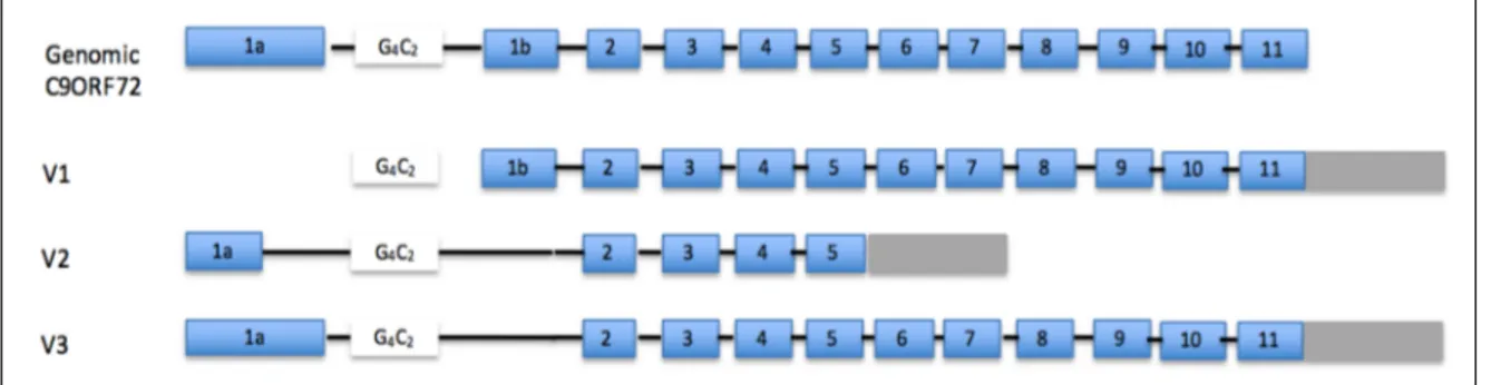 Figure  1.2:  C9orf72  gene  and  isoform  structure. V1 refers to transcript NM_145005, V2 refers  to transcript NM_018352 and V3 refers to transcript NM_1256054 