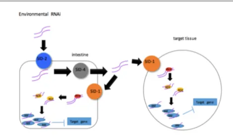 Figure  1.5:  RNAi  machinery  in  C.  elegans.  RNA  strand  in  the  intestine will be send to all cells of the animal and uptake by SID-1