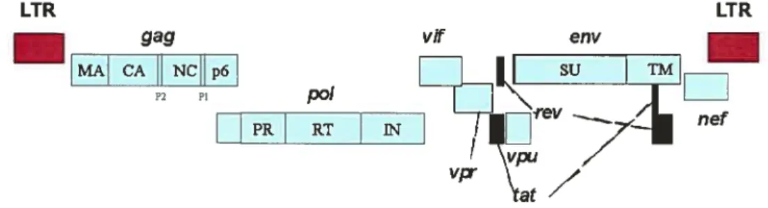 Figure 1.1. Organization of HIV-1 genome. The relative location ofthe HIV-1 open readingfraine gag, p01, env, vf vpr, pu, nef tat, and rev are indicated.