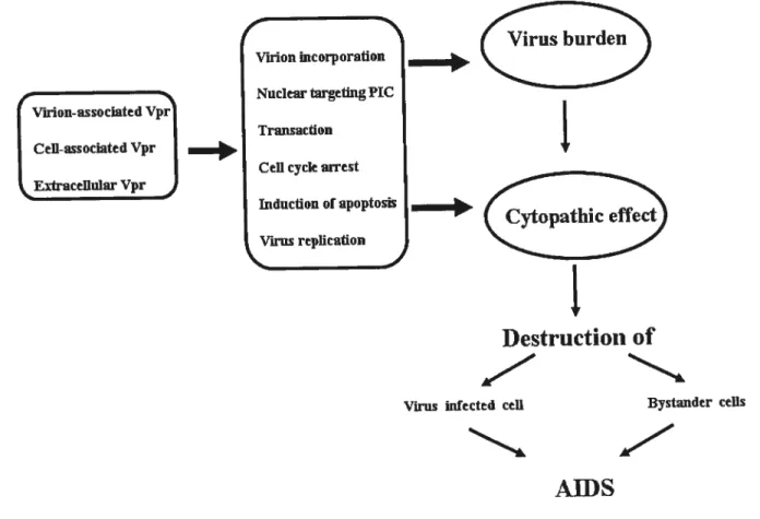 Figure 1.7. Potentil role of Vpr in AIDS pathogenesis.