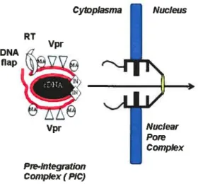 Figure 1.8. Schematic representation of PIC nuclear targeting during the early stage of 111V infection
