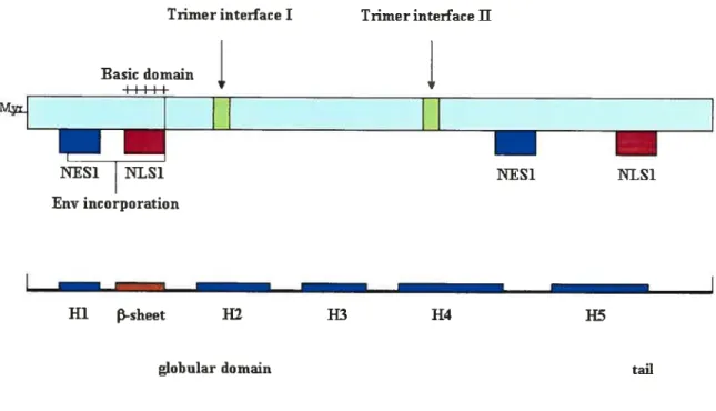 Figure 1.9. 111V-1 MA protein domains. M4 protein consists offive a-helices, one to four Jorms a compact gÏobuÏar domain whiÏe the C-terminal helix (Helix 5) projects mvay from the membrane