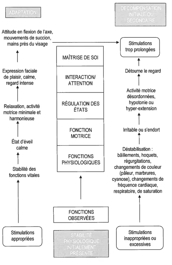 figure 3. Mécanismes d’autorégulation et signes de stress chez le nouveau- nouveau-né tiré et adapté d’Amiel-Tison (2005)