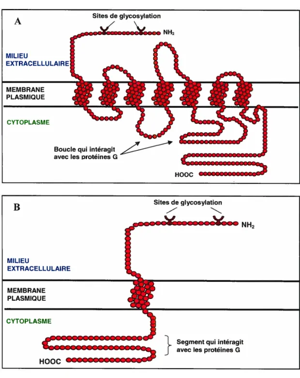 Figure 1. Structure des récepteurs couplés aux protéines G (RCPG) (A) RCPG à sept domaines transmembranaires
