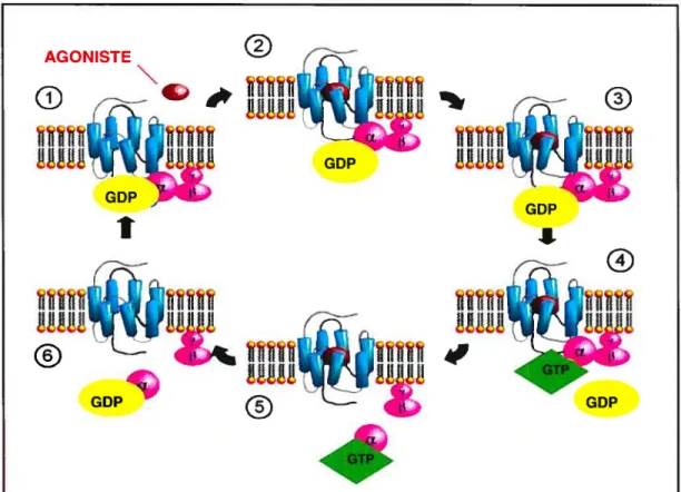 Figure 2. Cycle d’activation et d’inactivatïon des protéines G Abréviations: GTP, guanosine triphosphate; GDP, guanosine dihosphate