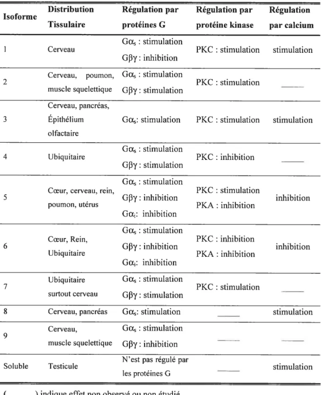 Tableau I. Distribution et régulation des différentes isoformes de l’adénylate cyclase Distribution Régulation par Régulation par Régulation Isoforme