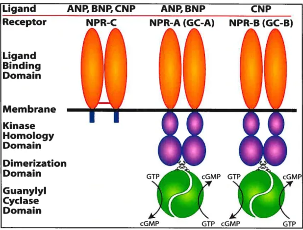 Figure 3. Structure des récepteurs des peptides natriurétiques