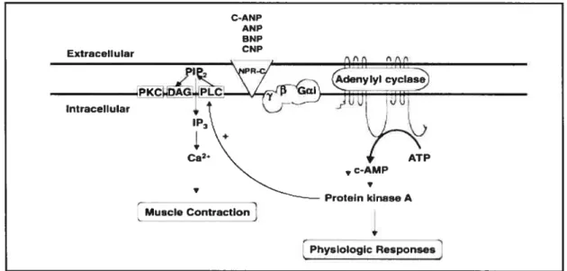 Figure 4. Voies principales de signalisation du récepteur natriurétique de type C (NPR-C) Abréviations: ANP, peptide natriurétique auriculaire; BNP, peptide natriurétique du cerveau; CNP, peptide natriurétique de type C, AMPc, adénosine monophosphate cycli