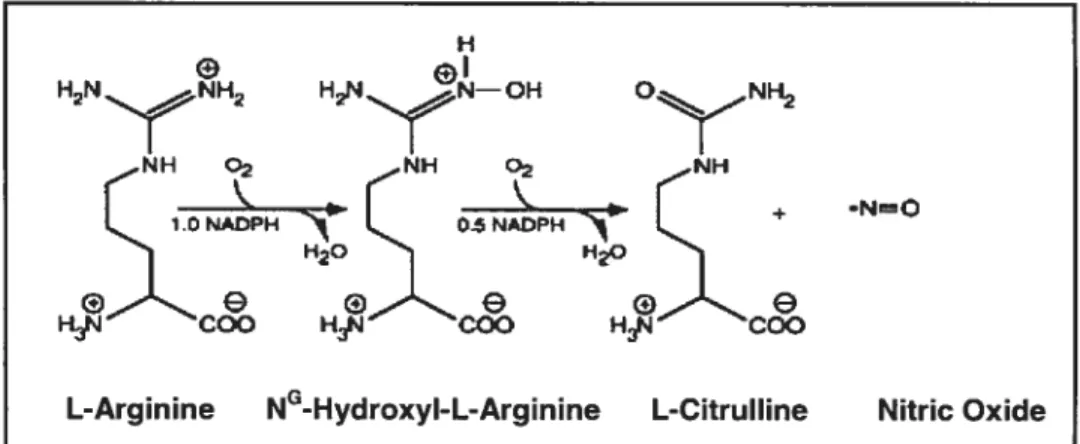 Figure 6. Réaction catalytique de la synthase du monoxyde d’azote (NOS) Abréviation. NADPR nicotinamide adenine dinuctéotide phosphate oxydase.