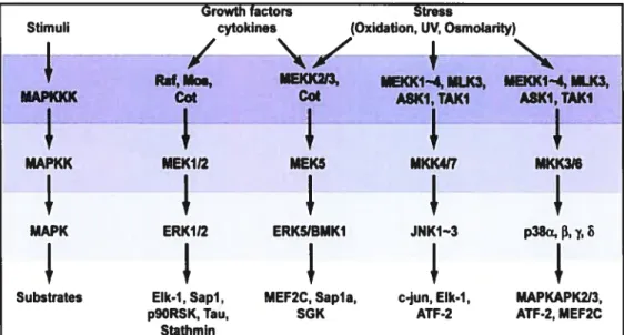 Figure 9. Voie d’activation des différentes isoformes des «mitogen-activated protein kinases»2 (MAPK)