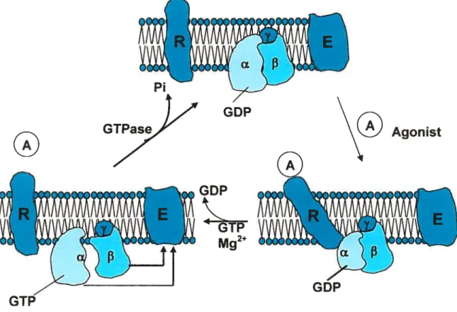 Figure 3 : Cycle d’activation et d’inactivation des protéines Gs/i (Spiegel, 1987).