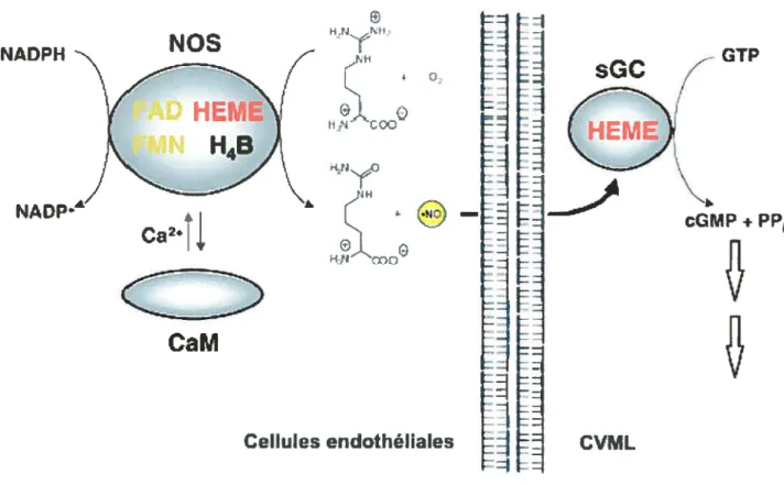 Figure 6 : L’enzyme NOS (I et III) et ses composants. L’activation de la guanylate cyclase soluble par le monoxyde d’azote.