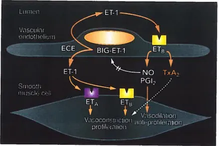 Figure 3 Biologie de l’ET-l et de ses récepteurs au niveau de la cellule
