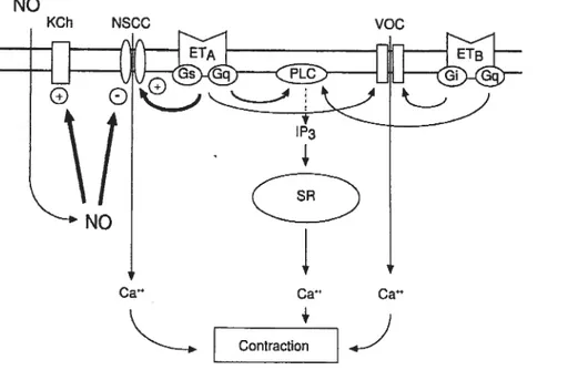 Figure 4 : Le mécanisme de l’ET-l induisant la vasoconstriction (58)